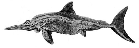Ichthyosaurus quadricissus